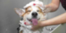 Broadway Dog Grooming Academy  - Dog grooming courses - royton, oldham, manchester