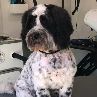 Broadway Dog Grooming Academy - Happy Customer