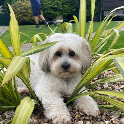 Broadway Dog Grooming Academy - Happy Customer