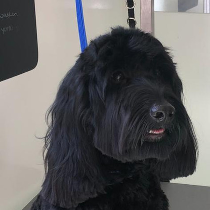 Broadway Dog Grooming Academy - Happy Customer