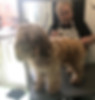 Broadway Dog Grooming Academy  - Dog grooming courses - royton, oldham, manchester